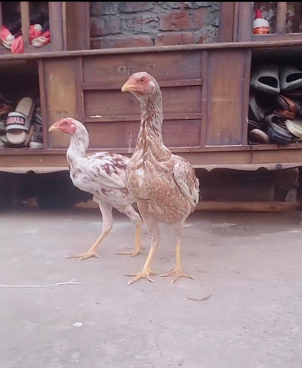 Aseel heera pair for Sale 03089179667 1