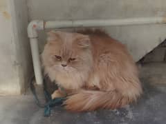 Persian cat