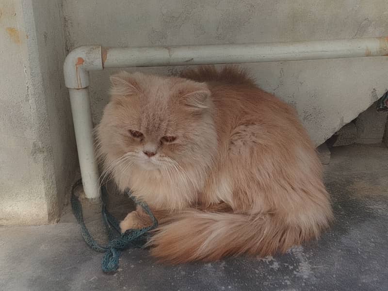 Persian cat 0