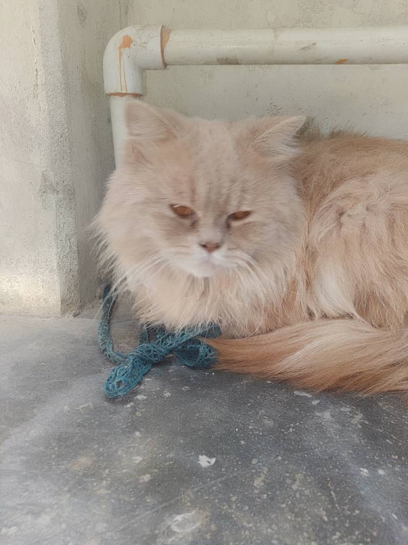 Persian cat 1