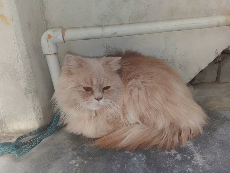 Persian cat 2