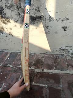 Kashmir willow bat