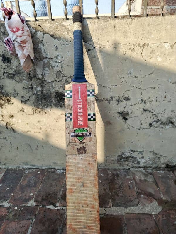 Kashmir willow bat 2