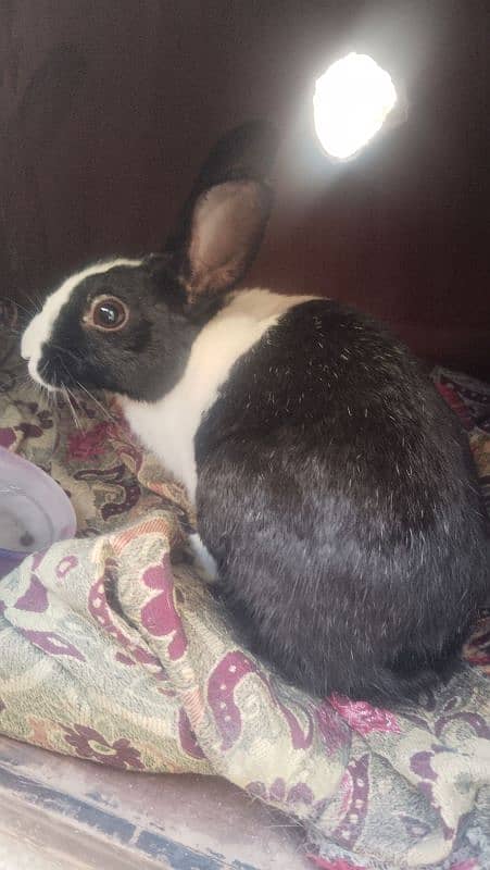 Rabbit breeder female for urgent sale 0