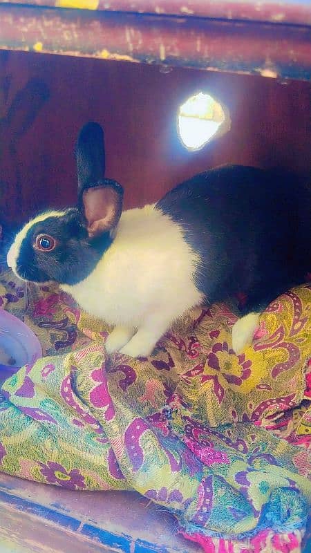 Rabbit breeder female for urgent sale 1