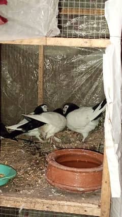 sherazi pigeon baby pair