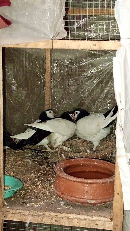 sherazi pigeon baby pair 1