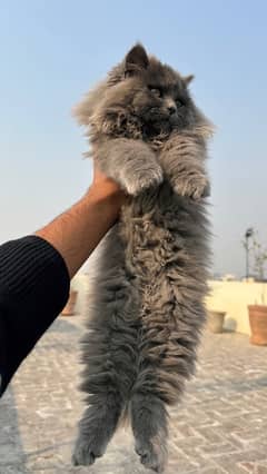 Pure Persian Kitten