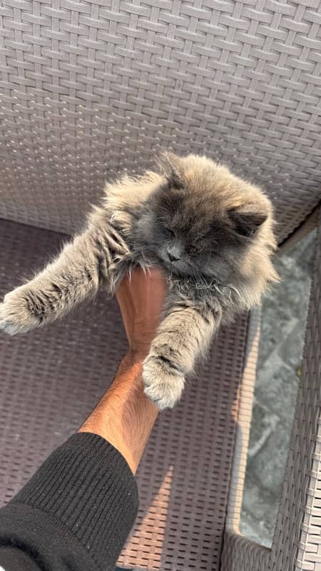 Pure Persian Kitten 1