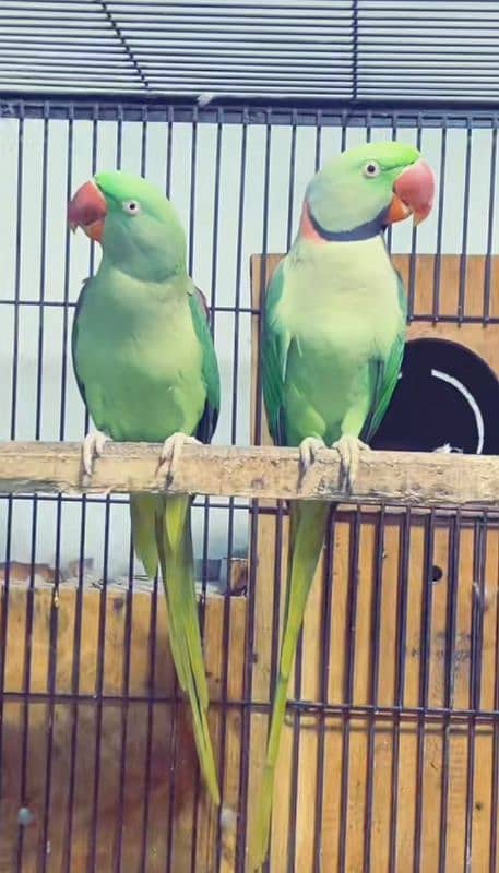 raw parrot for sale my WhatsApp number 03468556940 1