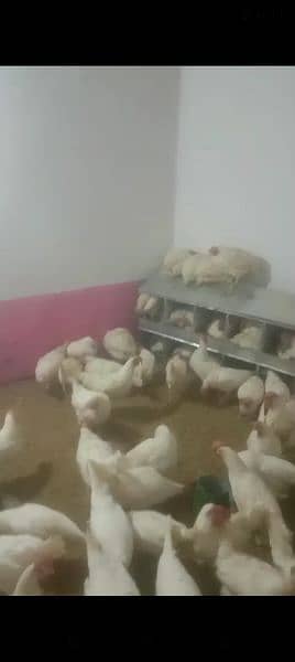 Layer hen / Layer Murghi egg laying for sale 0