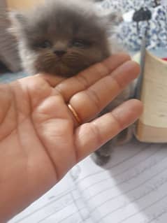 persion Baby kitten available for sale