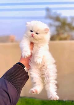 quality Persian panch face cate & kittan male female both available h