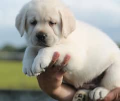 British labrador male