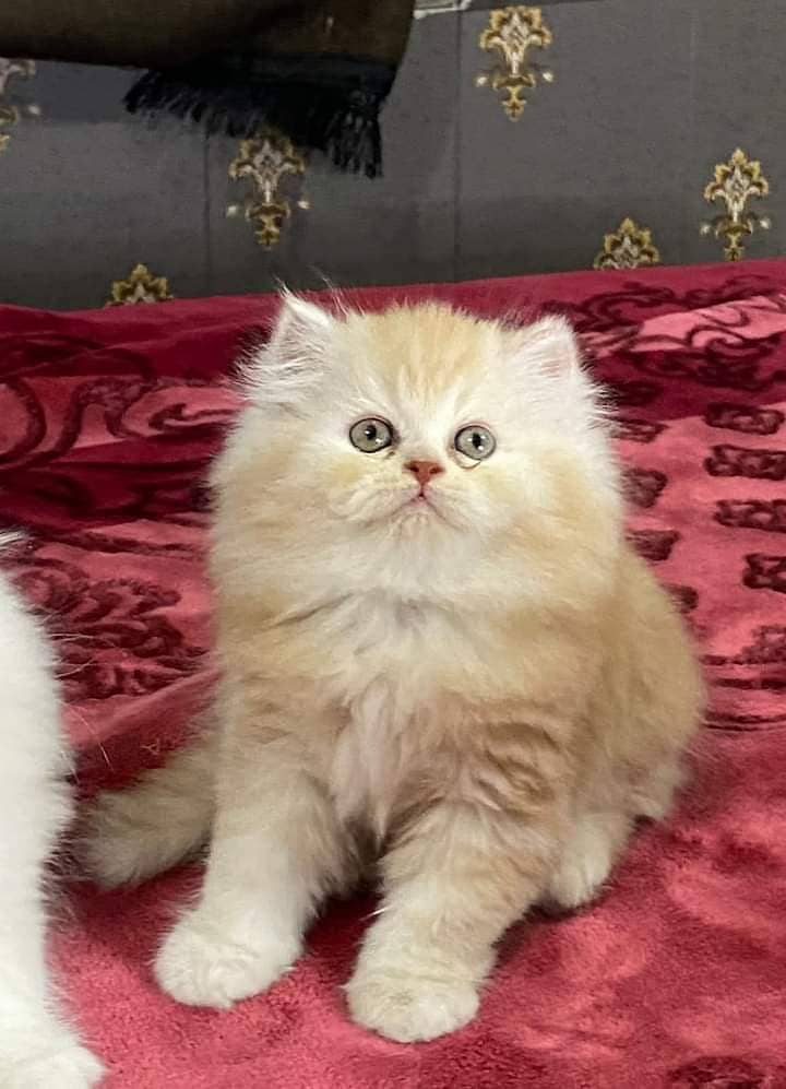 PURE BREED IMPORTED BREED KITTENS VERY LONG FURR)(CASH ON DELIVERY) 1