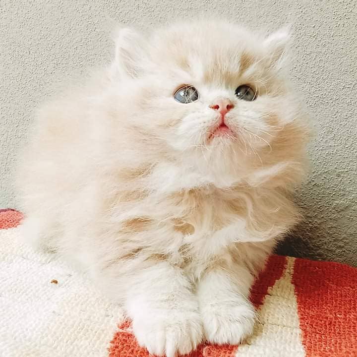 PURE BREED IMPORTED BREED KITTENS VERY LONG FURR)(CASH ON DELIVERY) 2