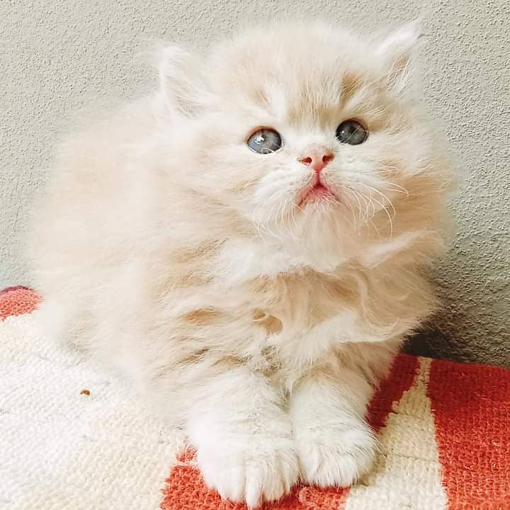 PURE BREED IMPORTED BREED KITTENS VERY LONG FURR)(CASH ON DELIVERY) 4