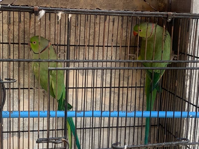 Parrot Pair 1