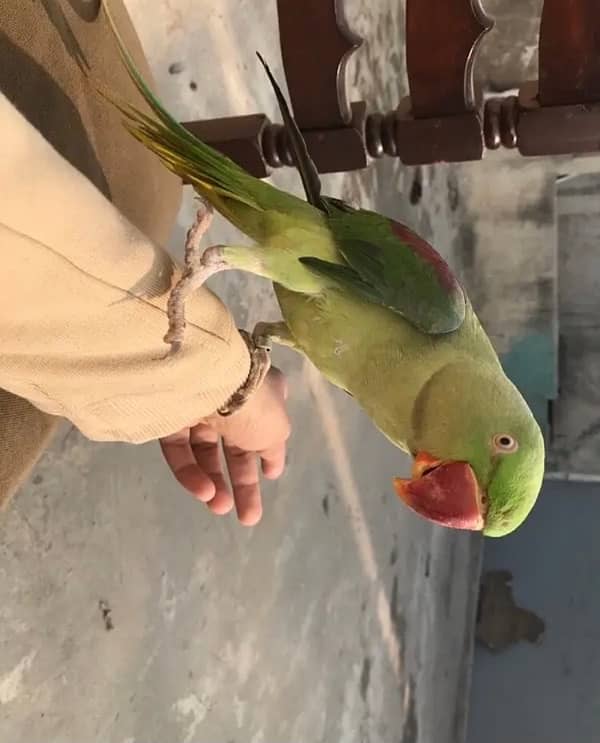 raw parrot hande tame for sale 03024088918 0