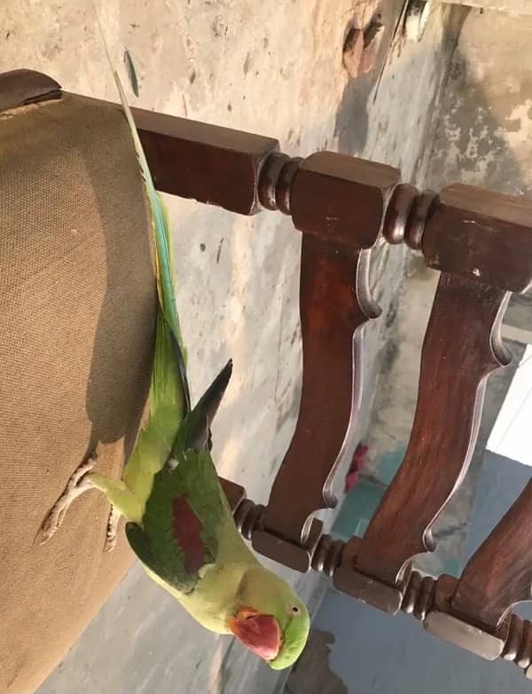 raw parrot hande tame for sale 03024088918 1