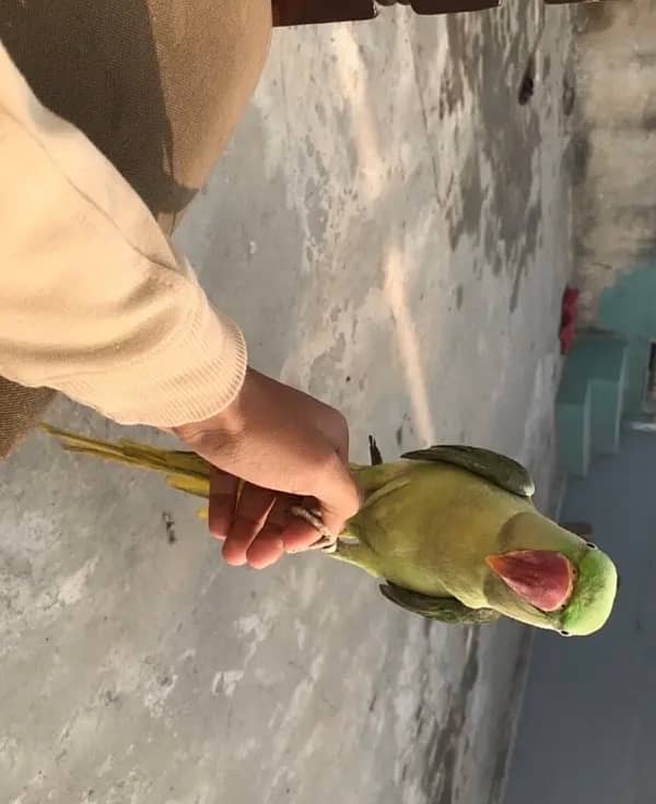 raw parrot hande tame for sale 03024088918 2