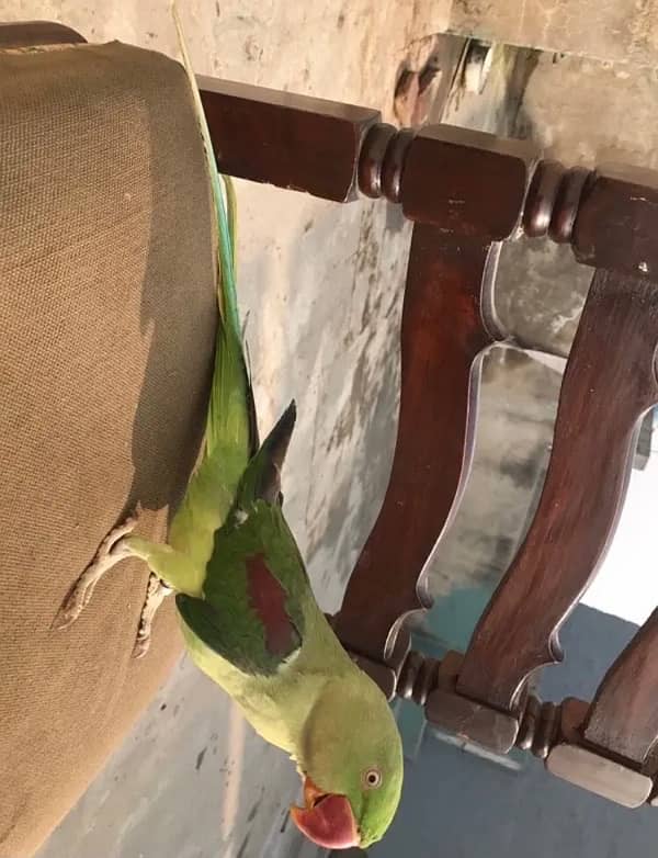 raw parrot hande tame for sale 03024088918 3