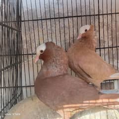 red muhki breeder pair