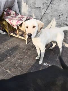 Labrador female age 7 month