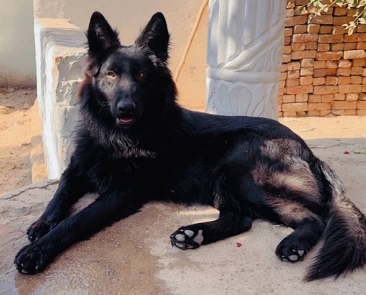 Black German Shepherd triple coated male 0