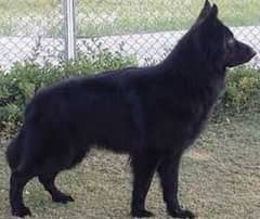 Black German Shepherd triple coated male