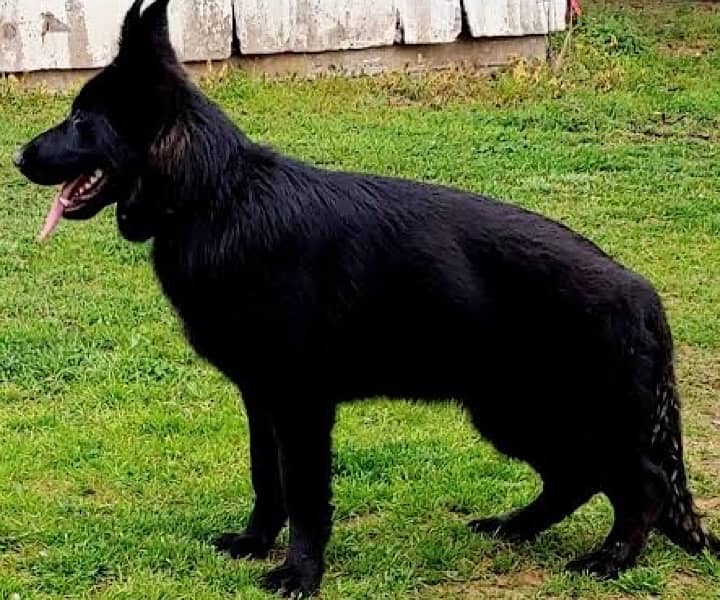 Black German Shepherd triple coated male 2