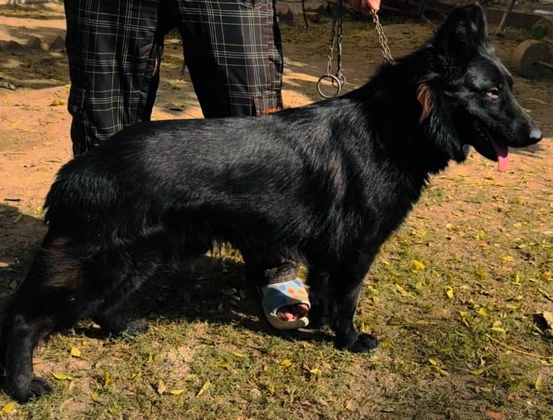 Black German Shepherd triple coated male 3