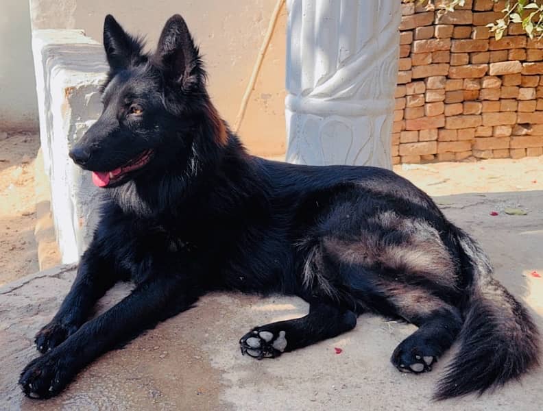 Black German Shepherd triple coated male 4