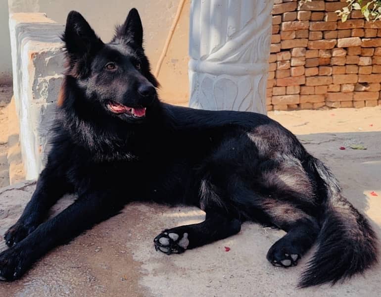 Black German Shepherd triple coated male 5