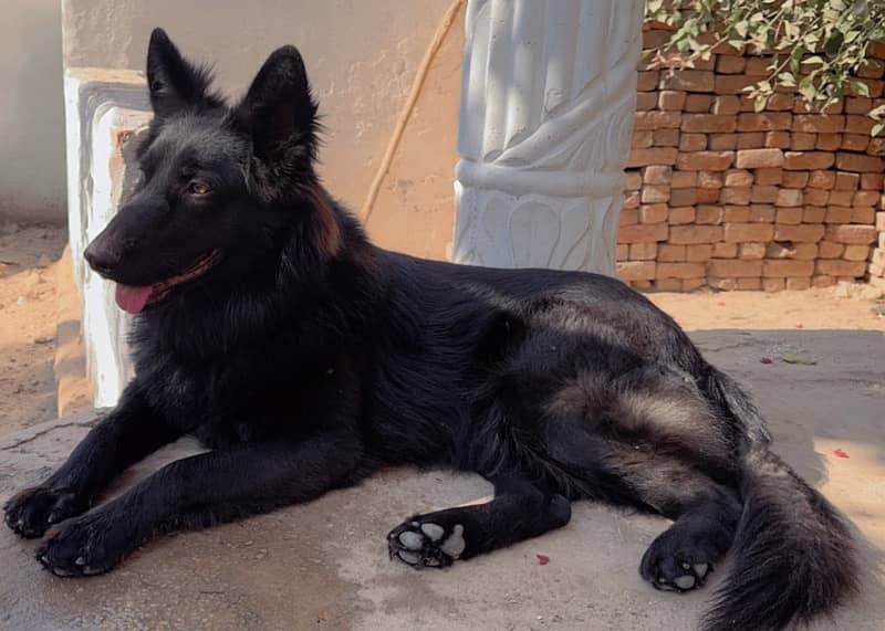 Black German Shepherd triple coated male 6