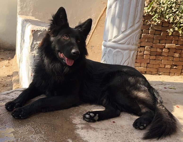 Black German Shepherd triple coated male 7