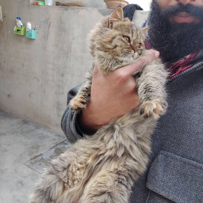 Persian female kitten for sale age 5.6 months 5