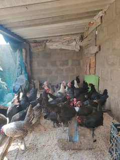 Australorp Hen Desi Murghi Andy dene wali Lohman