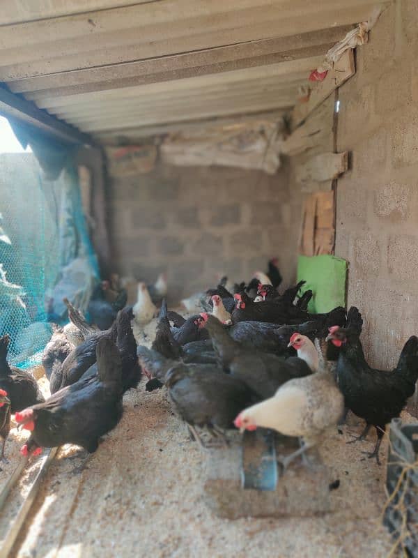 Australorp Hen Desi Murghi Andy dene wali Lohman 1