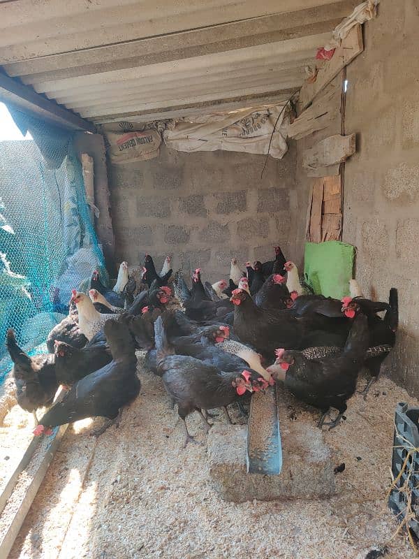 Australorp Hen Desi Murghi Andy dene wali Lohman 3