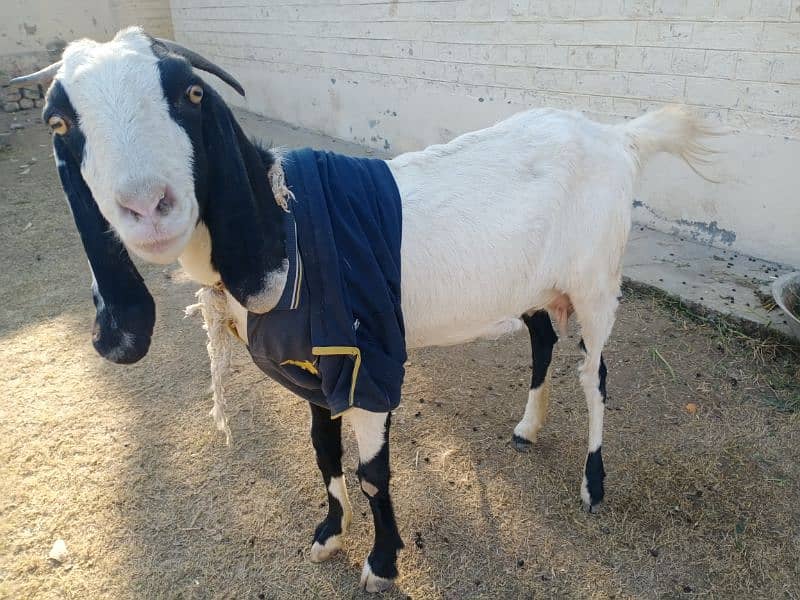 Hamla Bakri / Goat for Sale 0