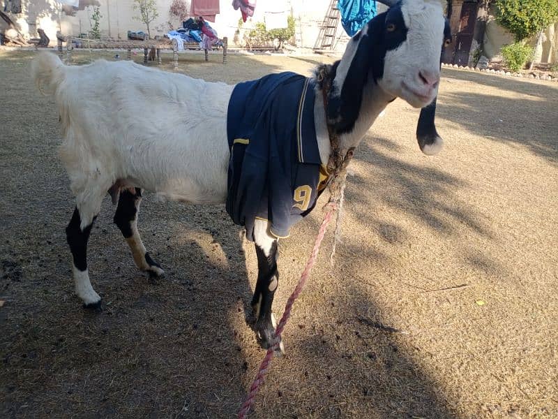 Hamla Bakri / Goat for Sale 1