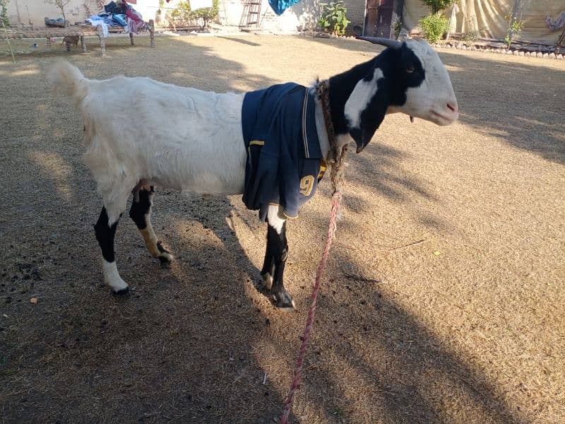 Hamla Bakri / Goat for Sale 2