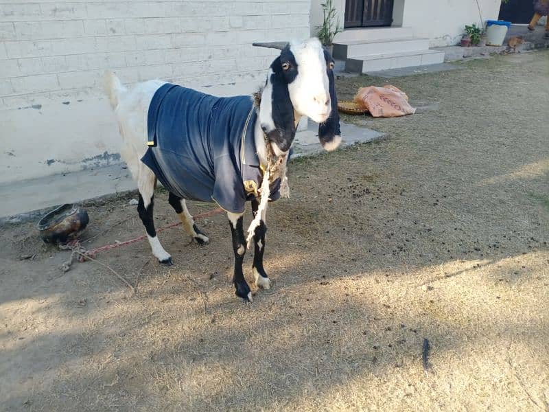 Hamla Bakri / Goat for Sale 3