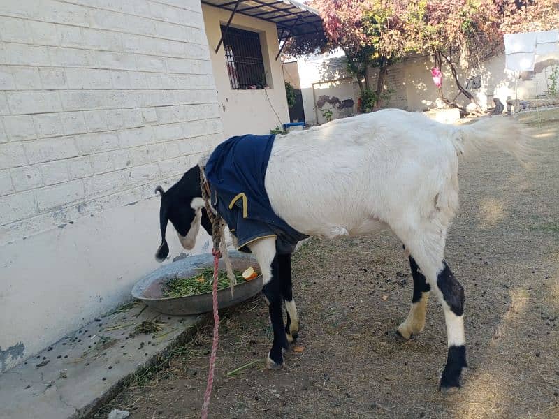 Hamla Bakri / Goat for Sale 4