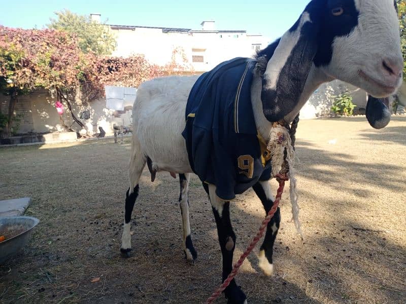 Hamla Bakri / Goat for Sale 5