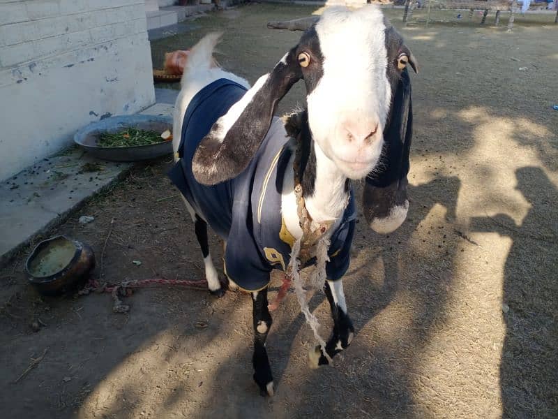 Hamla Bakri / Goat for Sale 6