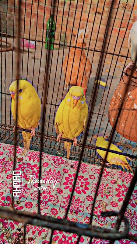 Australian parrot pair for sale 0