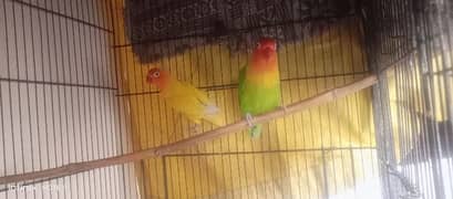 For Sale Lovebirds