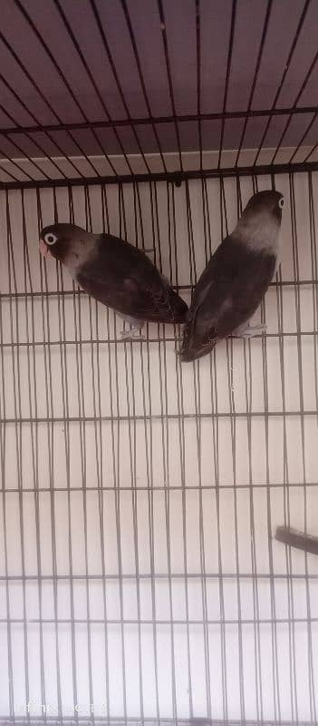 For Sale Lovebirds 2